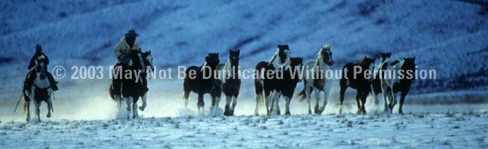Window Graphic - 16x54 Winter Roundup