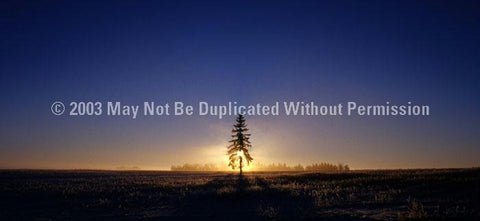 Window Graphic - 30x65 Tree Fog