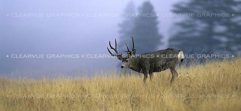 Window Graphic - 30x65 Buck Dream